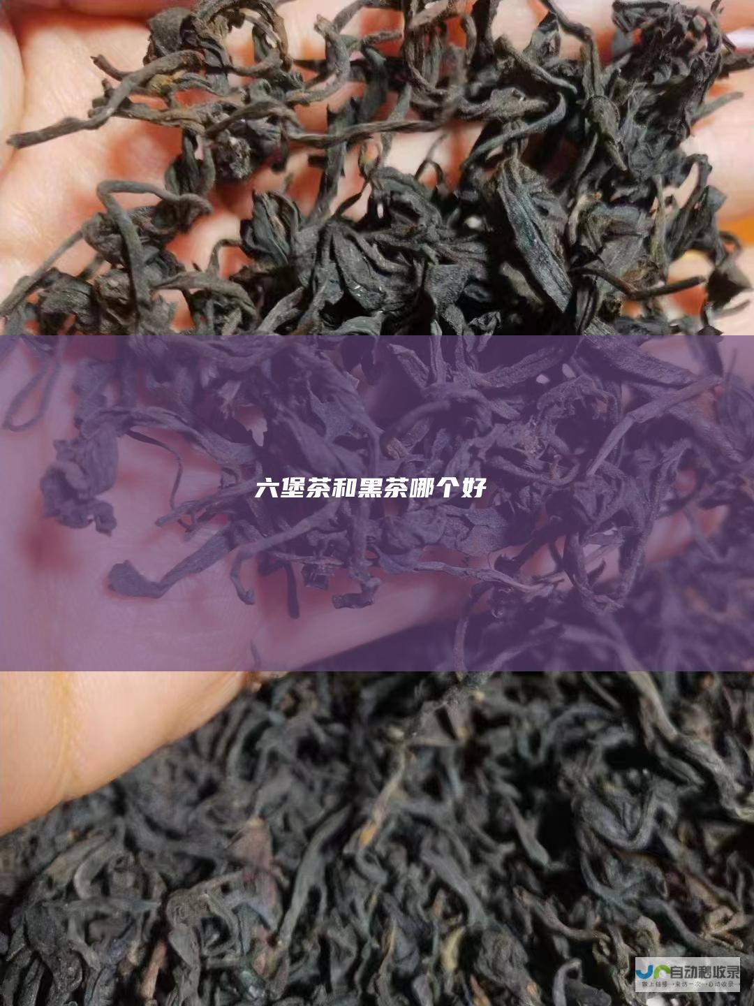 六堡茶和黑茶哪个好